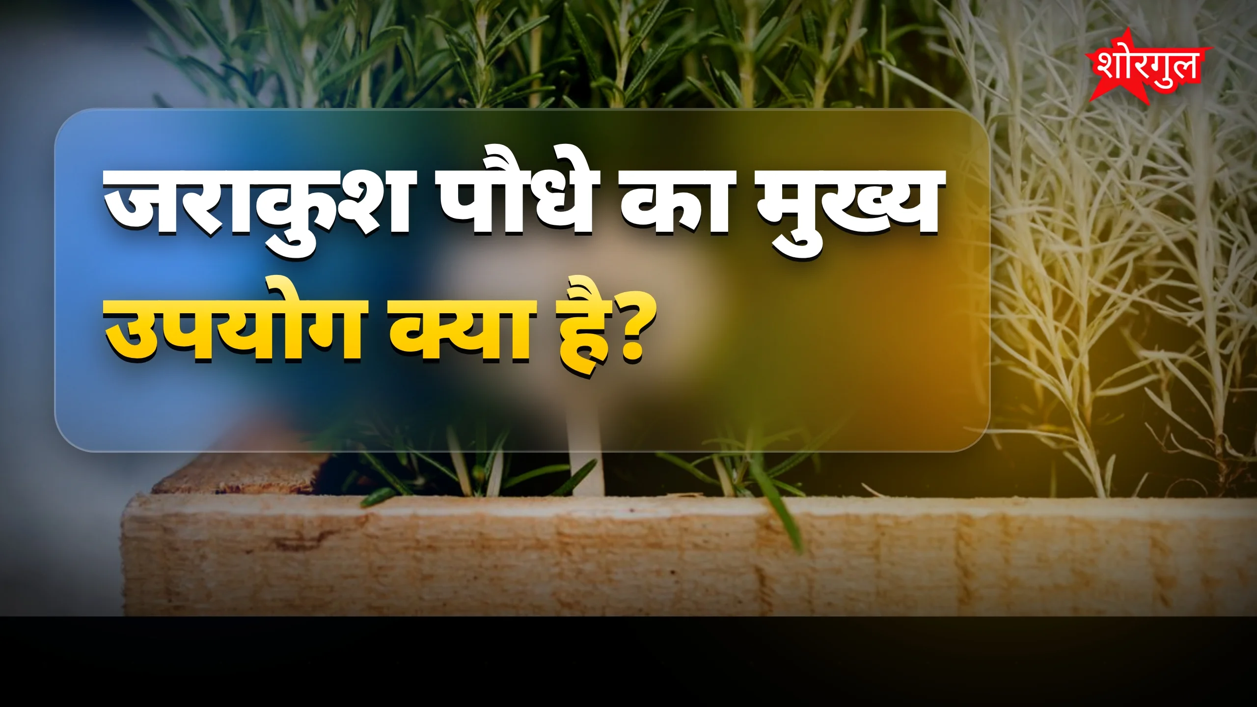 जराकुश से सर्दी-जुकाम और पेट की तकलीफ का आसान इलाज