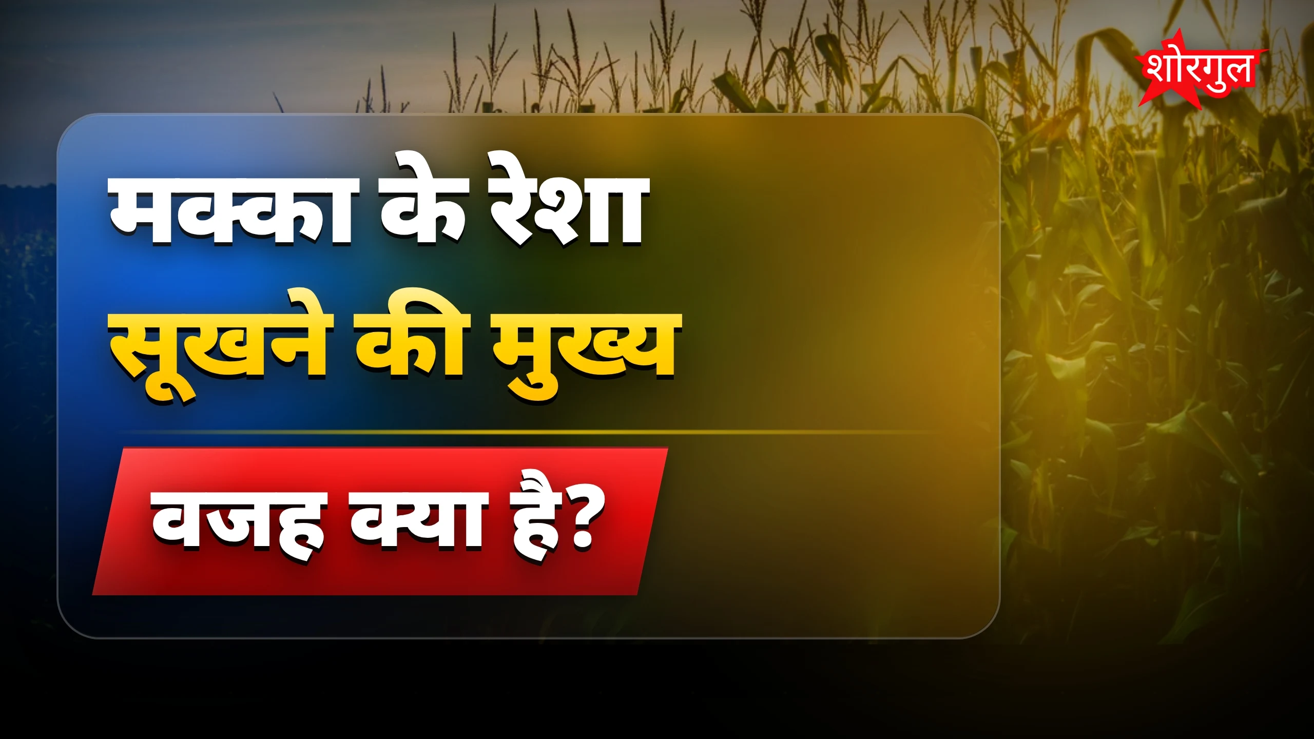मक्का रेशा सूखने से बचाने के आसान और प्रभावी तरीके