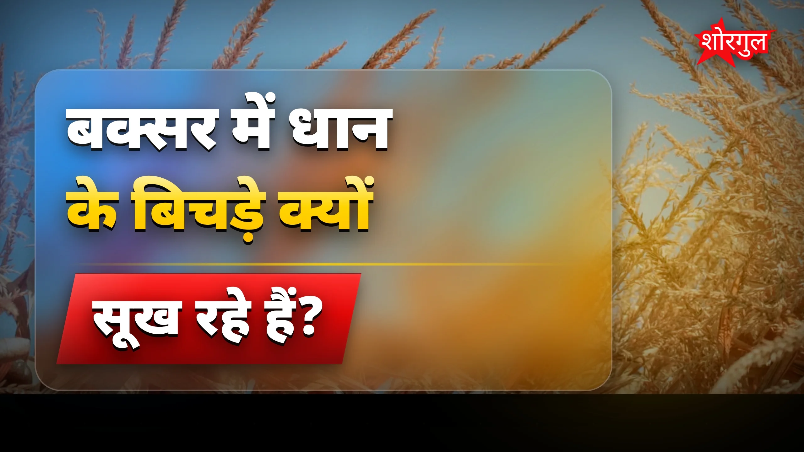 धान के बिचड़े की सूखती फसल पर बक्सर में बारिश का असर