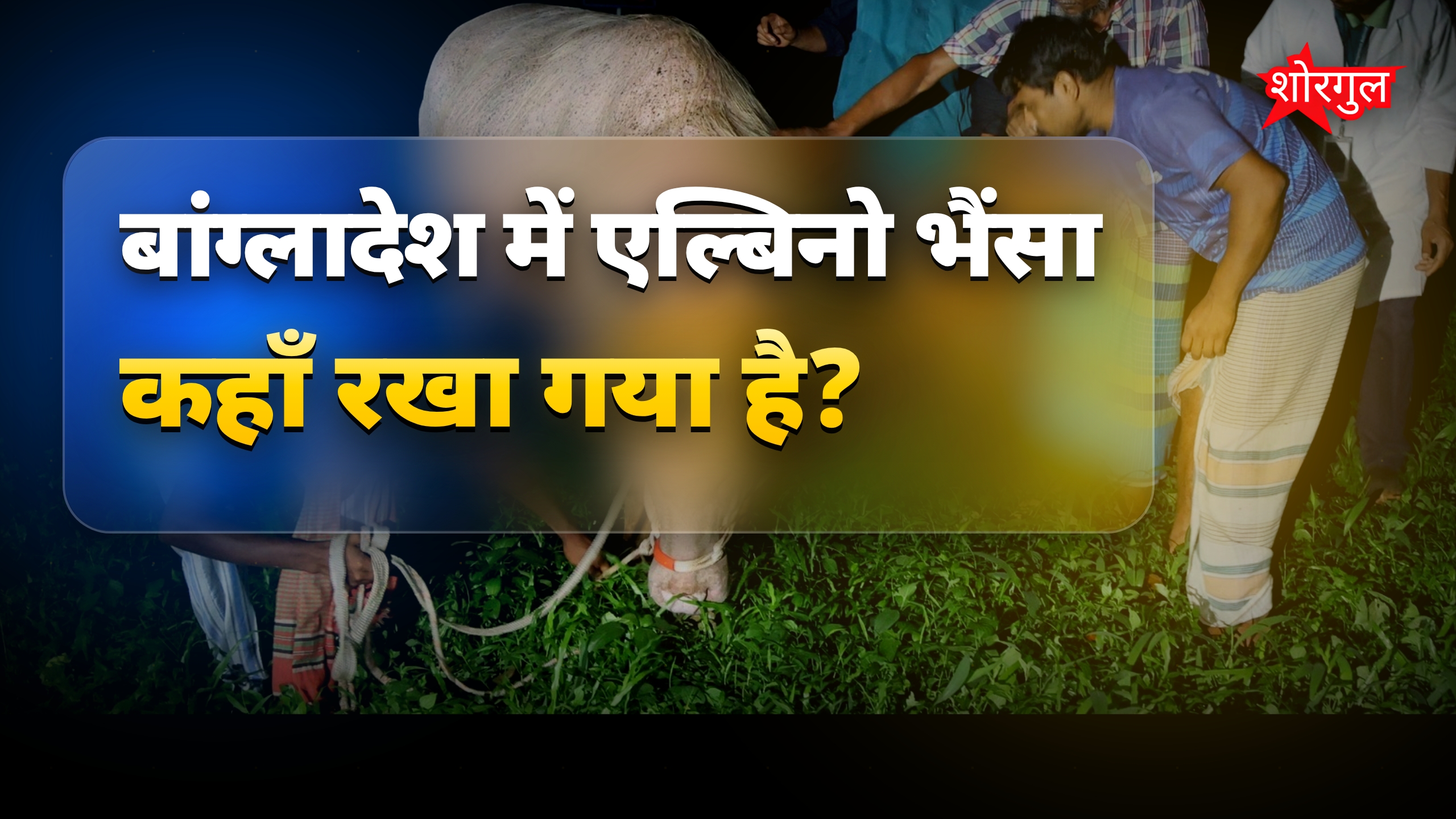 ईद से पहले बचा डोनाल्ड ट्रंप जैसा दुर्लभ भैंसा, अब कहाँ है?