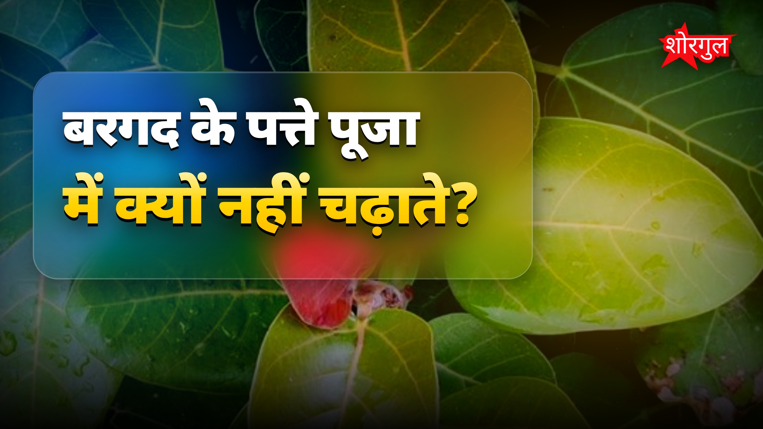 बरगद का पत्ता क्यों नहीं चढ़ाते देवताओं को? धार्मिक कारण